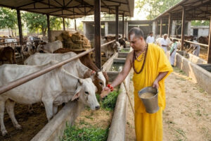 Why Every Devotee Should Consider Gaushala Donation – Guidance by Jagadguru Satish Acharya Ji
