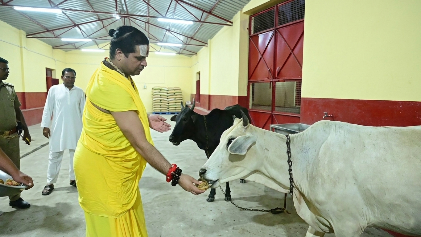 Cow feed with jagadguru satishacharya ji