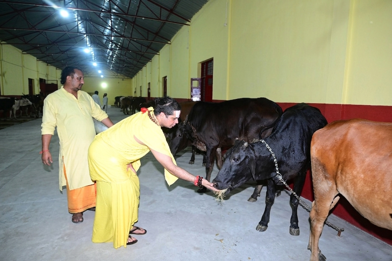 Gau seva with jagadguru satishacharya ji