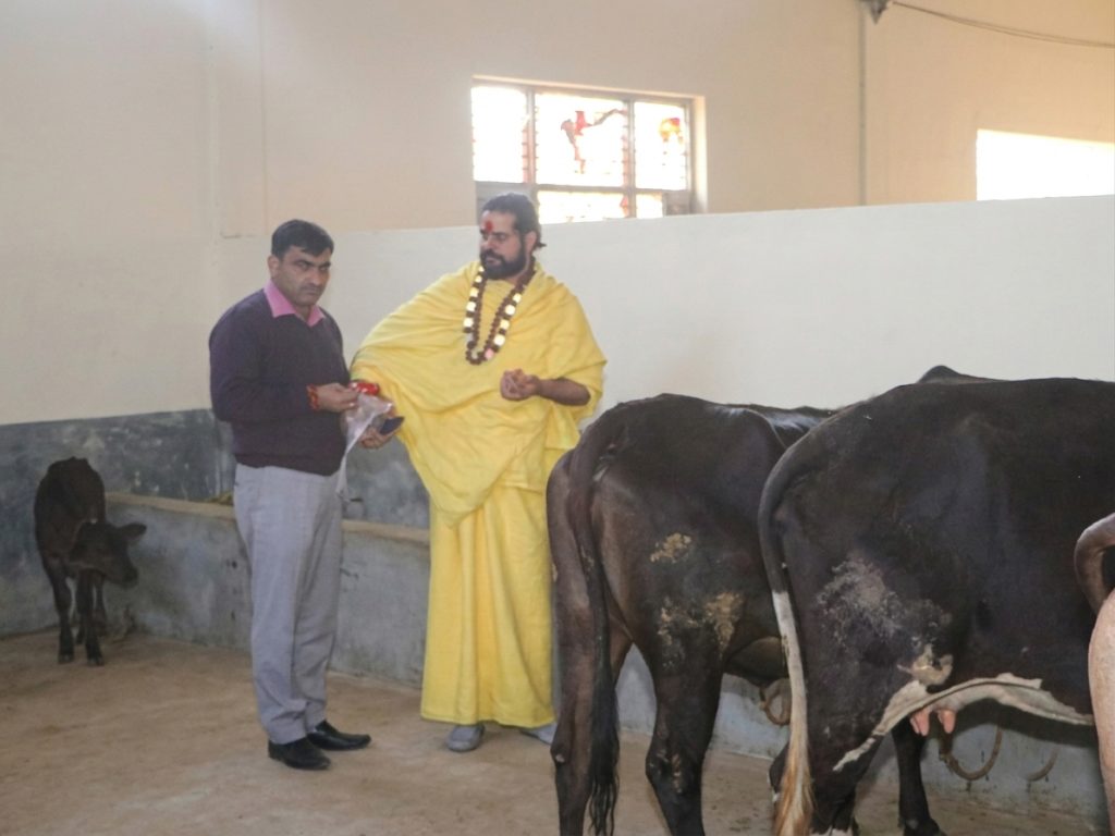 Gau Seva with jagadguru satishacharya ji