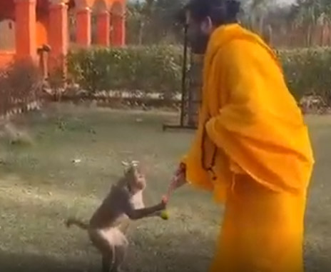 feed monkey with jagadguru satishacharya ji